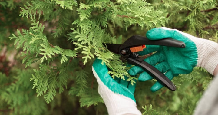 tree pruning service