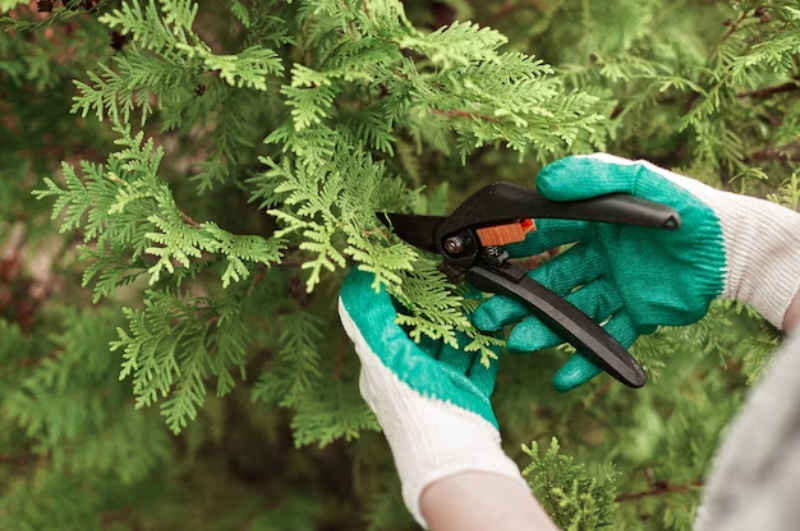tree pruning service